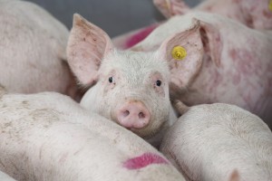 Vee- en varkenshandel Frans ter Haar B.V. Big biggen