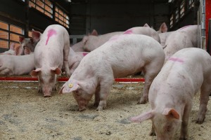 Vee- en varkenshandel Frans ter Haar B.V. Biggen eten