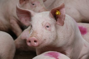 Vee- en varkenshandel Frans ter Haar B.V. Big