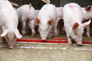 Varkenstransport varkenshandel Frans ter haar