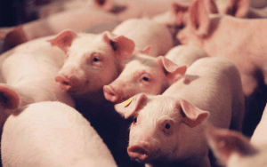 Vee- en varkenshandel Frans ter Haar B.V.