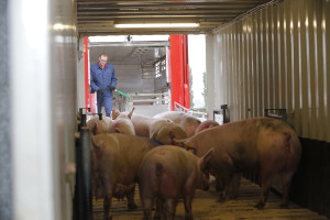 Varkens in een vrachtwagen varkenshandel veehandel