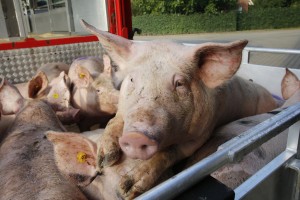 Vee- en varkenshandel Frans ter Haar B.V. Varken in vrachtwagen