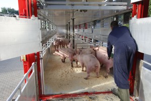 Varkenshandel ter Haar Posthouwer laadt vleesvarkens in de vrachtwagen.