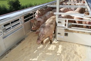 Vee- en varkenshandel Frans ter Haar B.V. Varkens in vrachtwagen