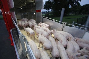 Vee- en varkenshandel Frans ter Haar B.V. Biggen inladen