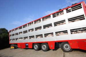 Vee- en varkenshandel Frans ter Haar B.V. Varkens in vrachtwagen