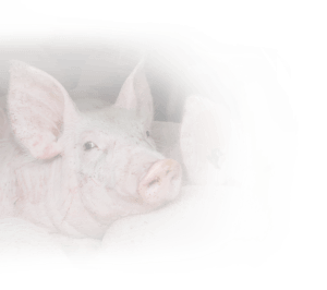 Close-up van een big varkenshandel