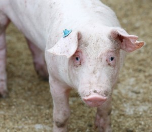 varkenshandel close up van een big