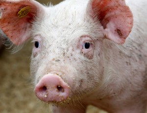 Varkenshandel ter Haar Posthouwer close-up