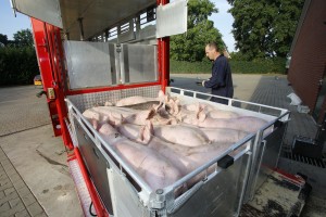 Varkenshandel Ter Haar laadt vleesvarkens
